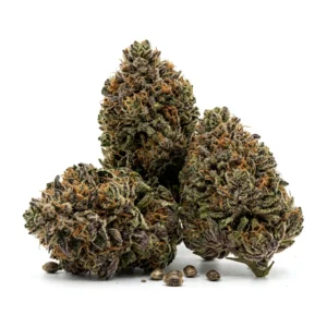 Die feminisierten Samen von **Ayahuasca Purple** bringen eine potente Indica-Sorte hervor, die auf der Genetik von Master Kush basiert. Sie erreicht einen THC-Gehalt von 21 % bei einem CBD-Wert von 0,1–0,5 % – ein Verhältnis, das sowohl Freizeitkonsumenten als auch medizinische Grower anspricht, die eine besonders starke Sorte mit der unterstützenden Wirkung von Spuren weiterer Cannabinoide suchen. Im Freien erzielen die Pflanzen Erträge von 500–600 g pro Stück und zählen damit zu den ertragreichsten Indica-Sorten in dieser THC-Klasse. Wer eine optisch beeindruckende, harzreiche Indica mit nachweisbarer Abstammung und hohem Ertragspotenzial sucht, trifft mit Ayahuasca Purple eine ausgezeichnete Wahl.